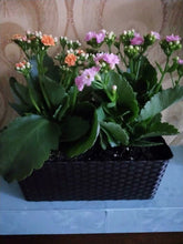 Load image into Gallery viewer, Keter Easy Grow Raised Garden Bed With Self Watering Planter Box And Drainage Plug, Anthracite For Garden Lover
