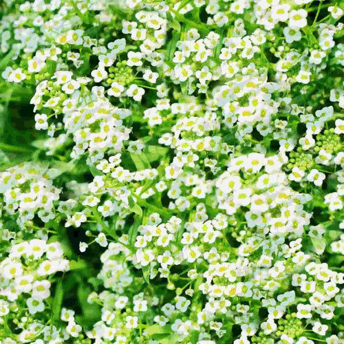 Alyssum Carpet of Snow