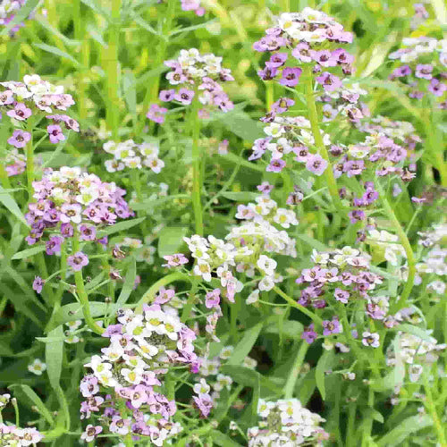 Alyssum Pastel Carpet