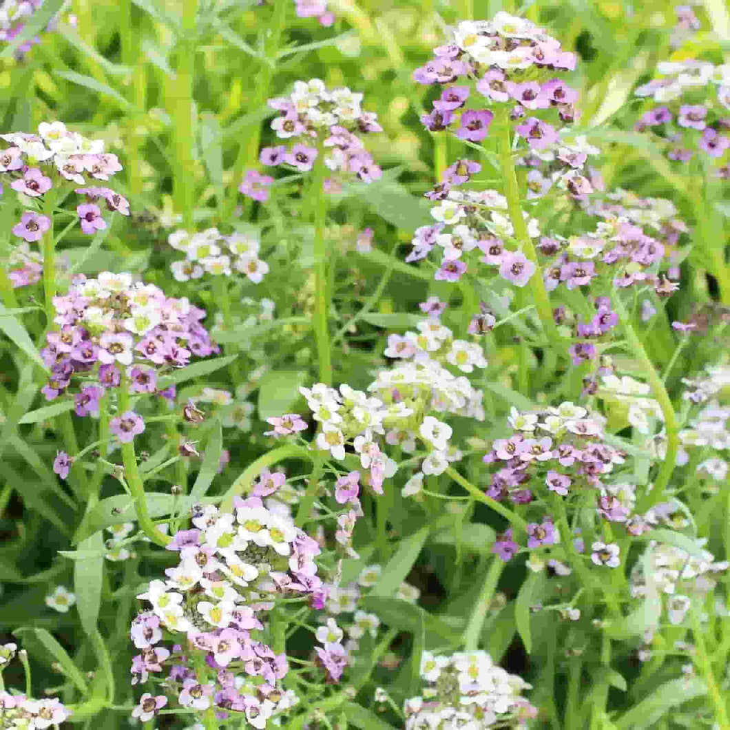 Alyssum Pastel Carpet