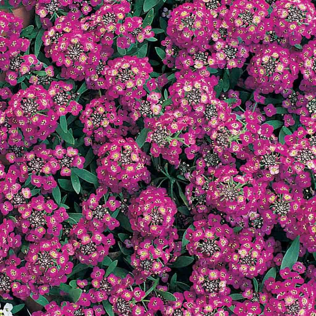 Alyssum Royal Carpet