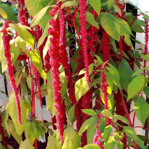 Ferry Morse Amaranth Love Lies Bleeding Flower Seeds