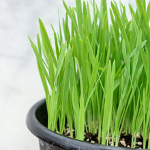 Load image into Gallery viewer, Catgrass Seed Guaranteed To Germinate And Organic This Is The Perfect Seed For Your Pets
