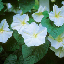 Load image into Gallery viewer, Moonflower White Evening Glory Flower
