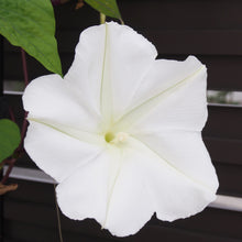Load image into Gallery viewer, Moonflower White Evening Glory Flower Close-up
