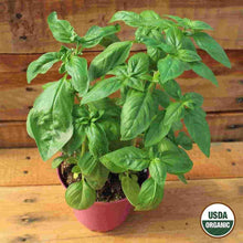 Load image into Gallery viewer, Ferry~Morse USDA Organic Sweet Basil Annual Herb Seeds for Gardening
