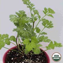 Load image into Gallery viewer, Ferry Morse USDA Organic Coriander Cilantro Annual Herb Seeds
