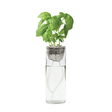 Load image into Gallery viewer, Grown-out basil in Self-Watering Organic Herb Kit
